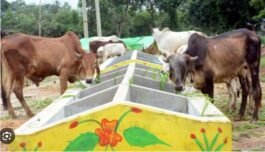 Godhan Nyay Yojana