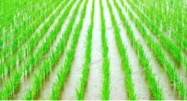 Paddy farmers :
