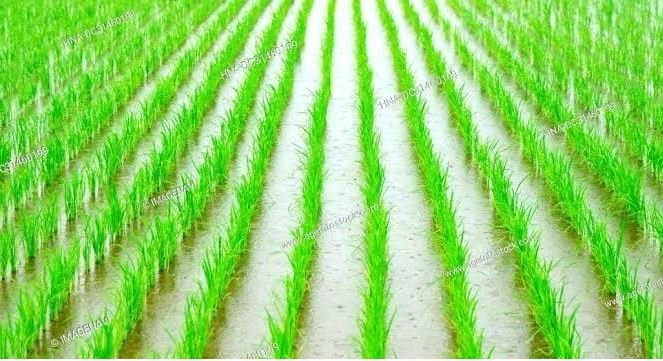 Paddy farmers :