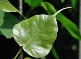 Precious Tree Peepal :