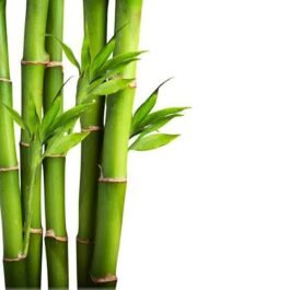 Bamboo farming :