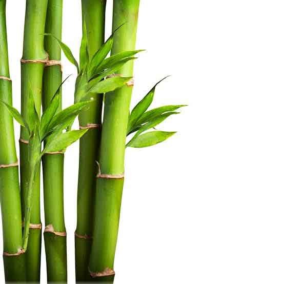 Bamboo farming :