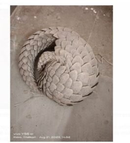 Pangolin :