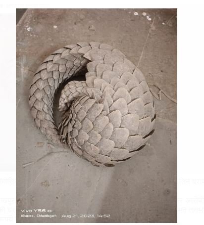 Pangolin :