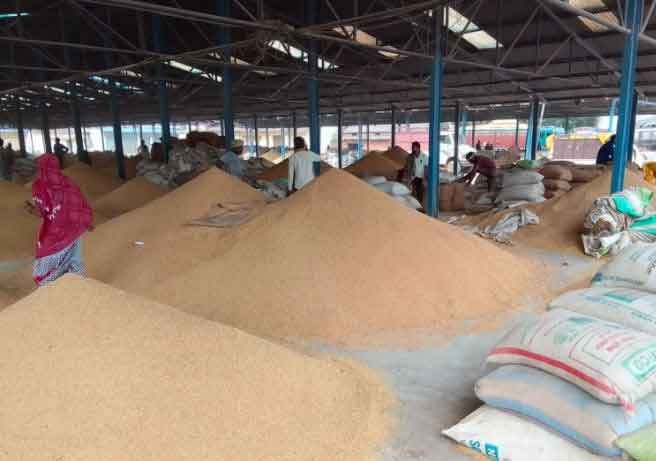 Mahamaya Paddy :